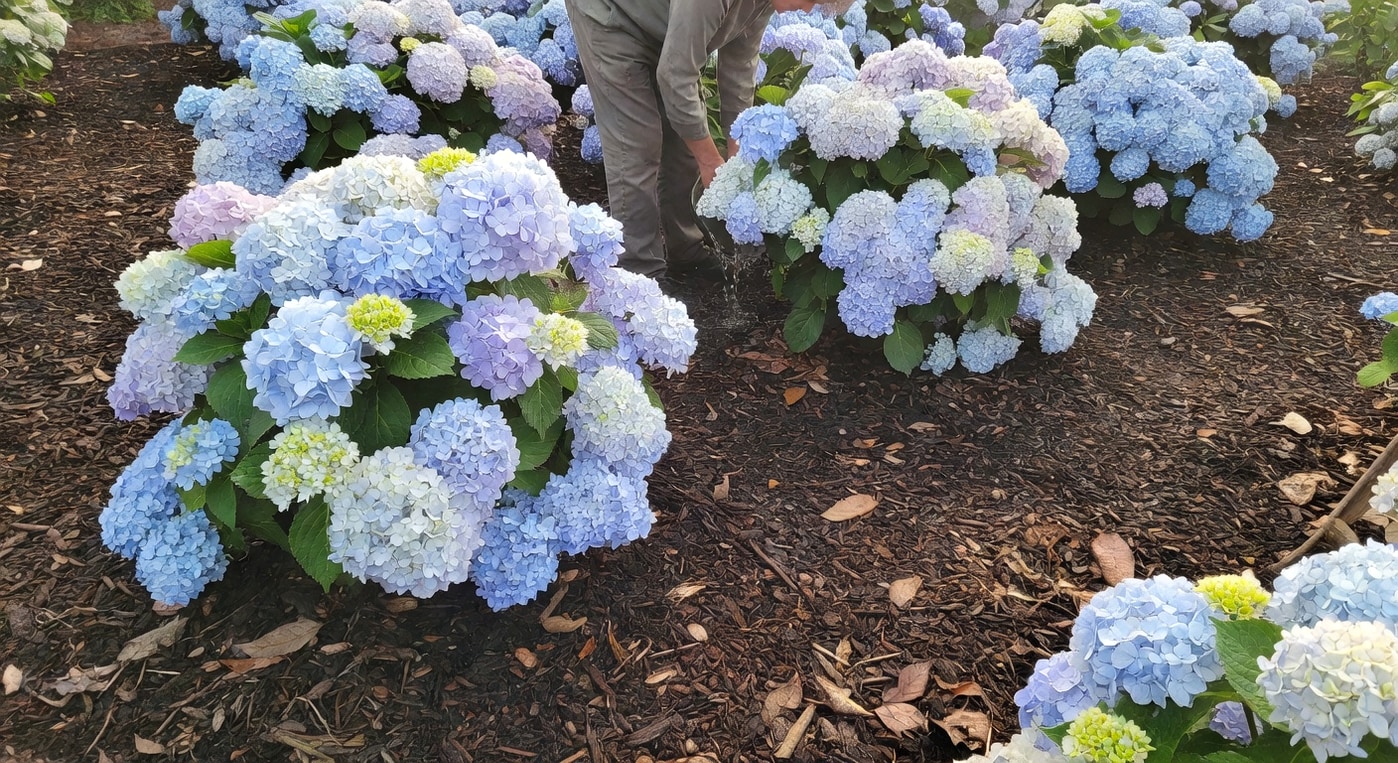 清晨光線下繡球花園：一人彎腰澆水，地面鋪有機覆蓋物