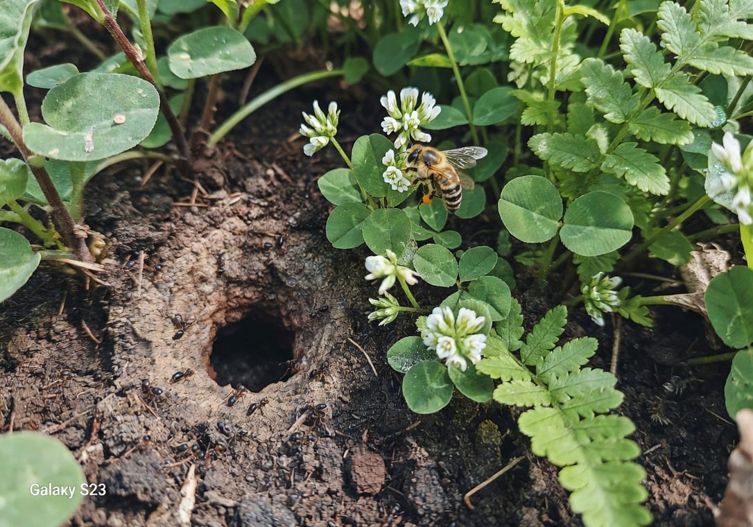 花園角落螞蟻巢洞口，旁邊健康植物和傳粉蜜蜂，陽光生態場景