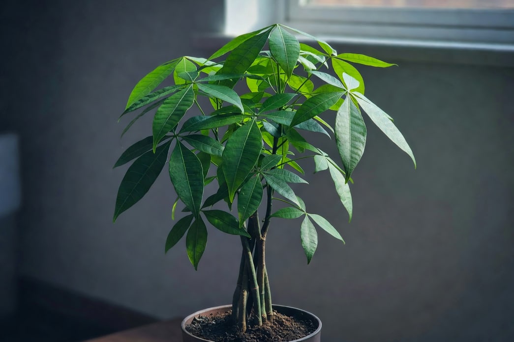 窗邊健康發財樹翠綠葉片舒展，土面乾淨無結晶柔和陽光