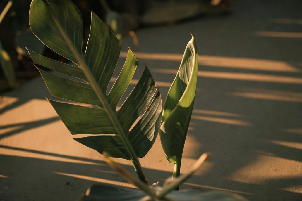 天堂鳥葉片特寫：左側沿脈羽狀裂開，右側新葉微微內捲，攝於柔和自然光