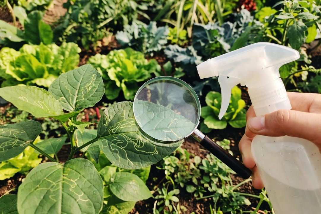 園藝工作者手持放大鏡檢查葉片蛇行痕跡並拿噴霧器，菜園自然光背景