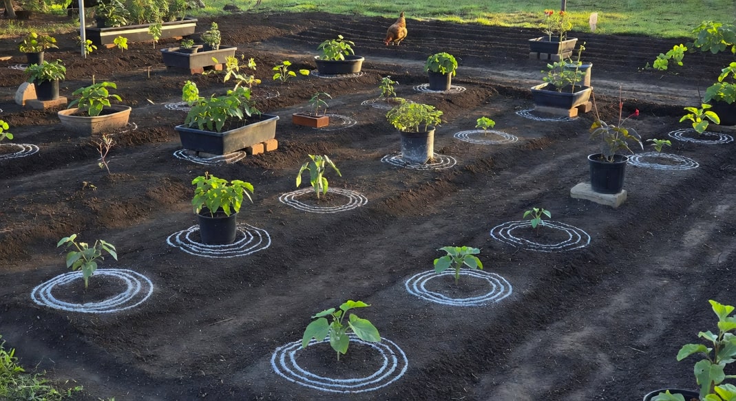 白天菜園全景：地面乾淨無雜物，盆具墊高，硅藻土環繞作物，一隻雞遠處覓食，自然整潔風格。