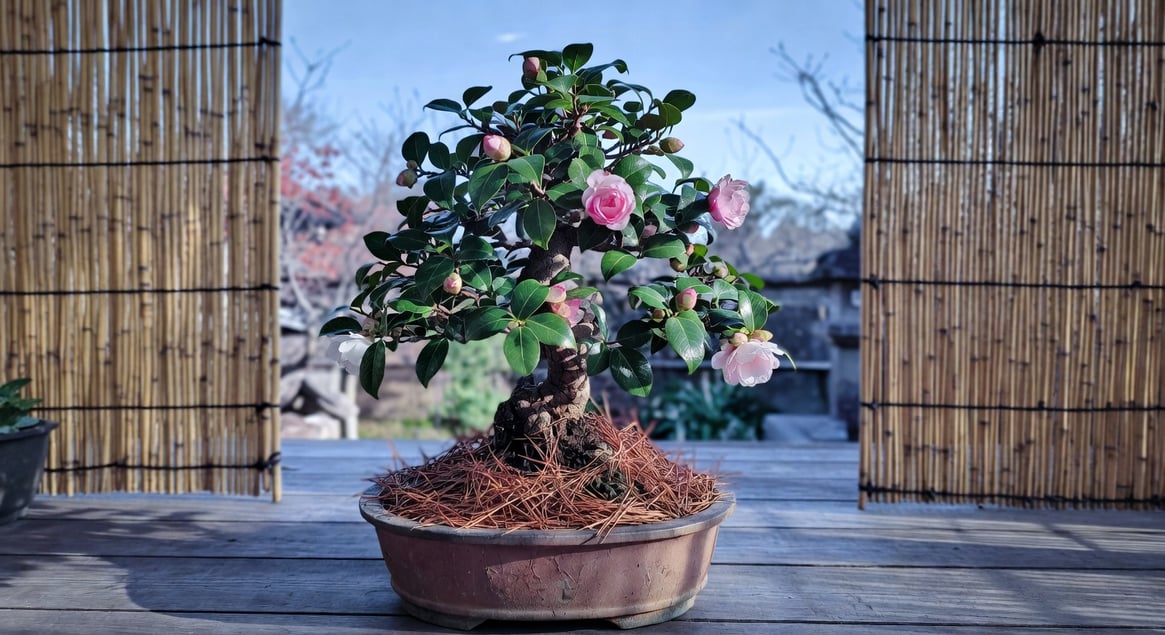 冬日露臺茶花盆栽，竹簾擋風，根部松針覆蓋，葉片飽滿花苞即將綻放，日式侘寂風格