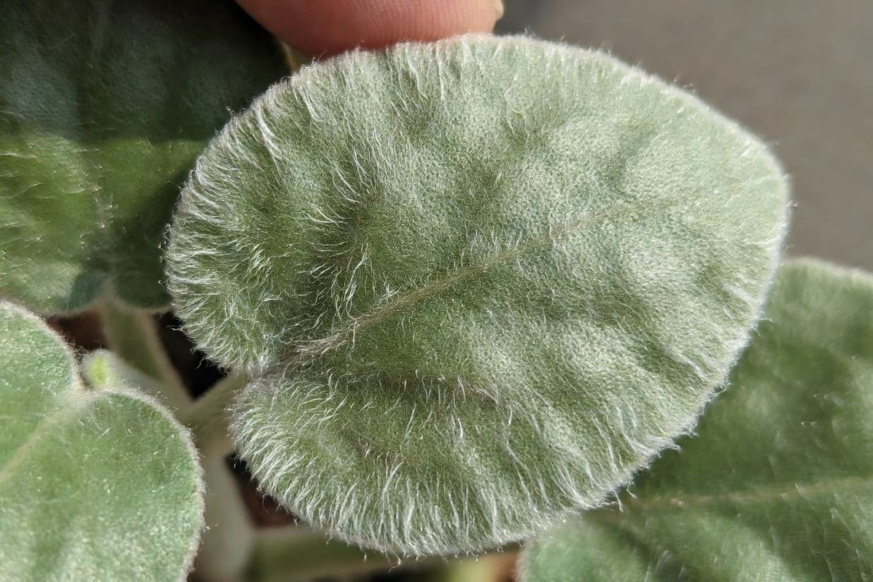 月兔耳葉片絨毛被手指觸碰後部分脫落特寫，露出淡綠色葉面