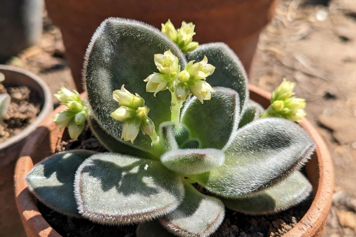 戶外盆栽月兔耳長出小型簇狀花序特寫，花朵淡黃綠色鈴鐺狀
