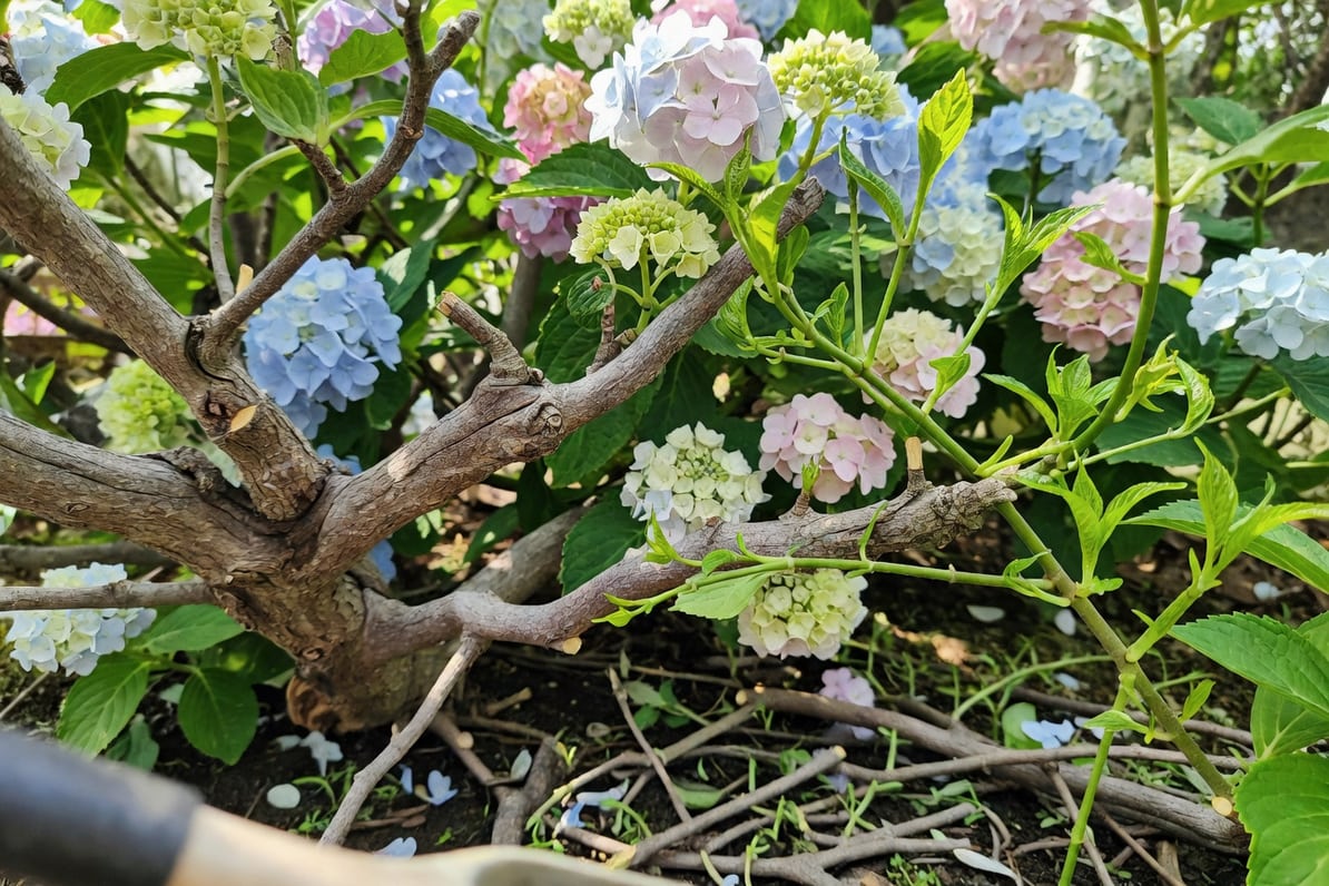 繡球花叢中老枝新枝對比特寫：左側灰褐粗糙老枝，右側翠綠嫩枝，地面散落修剪段。