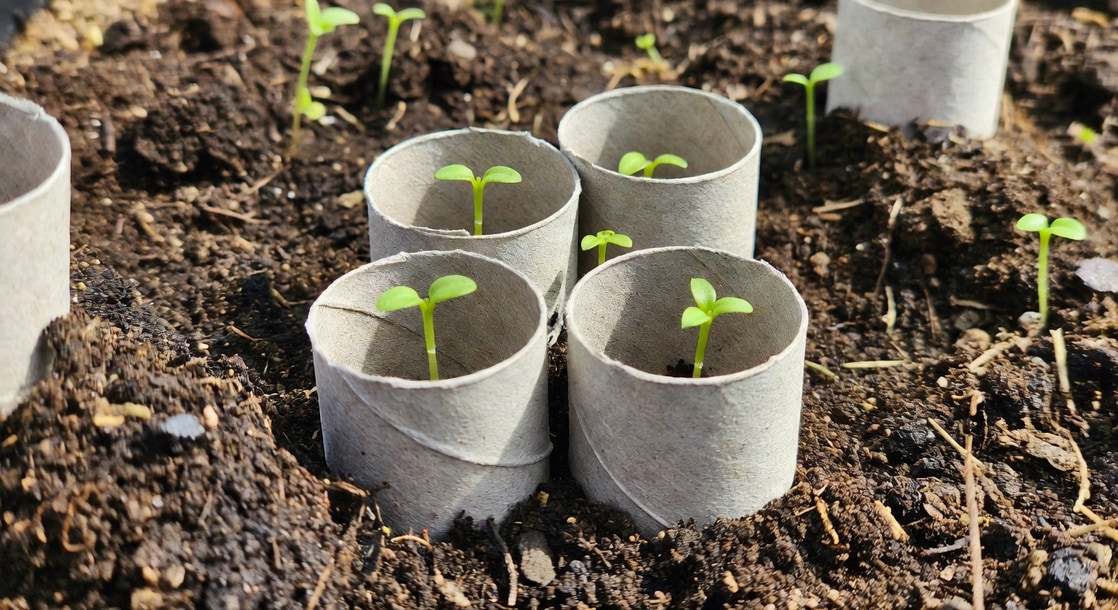 園丁用廢紙筒剪成8公分圓圈套幼苗根部並埋入土壤2公分