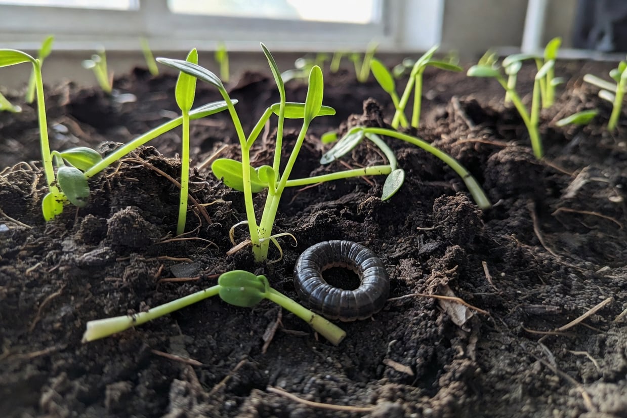 田間幼苗莖基被切根蟲啃斷的特寫，切口平整，旁邊土壤中見C形灰黑幼蟲