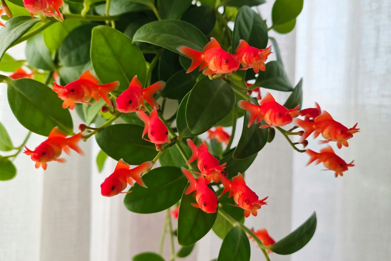 金魚吊蘭盛開特寫，葉腋多橙紅管狀花如小魚，背景綠葉自然光