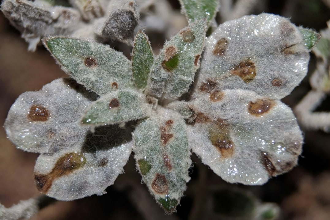 灰黴病孢子覆蓋植物花瓣和嫩葉的特寫，顯示灰色絨毛與褐色病斑