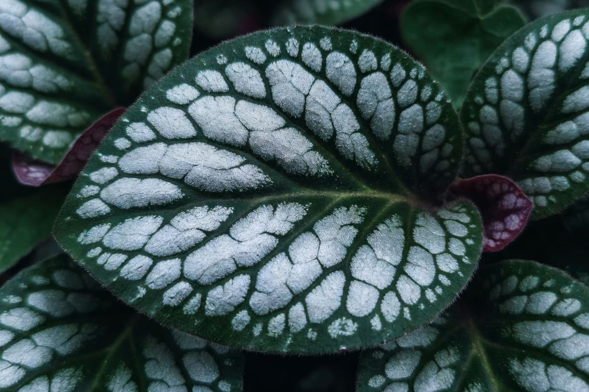虎耳草葉面特寫：銀白網狀脈紋，深綠底色配紫紅葉背