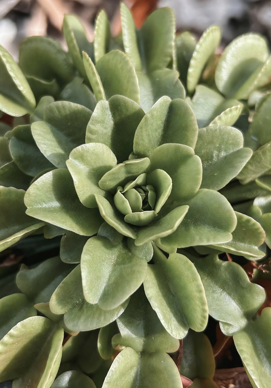 捕蠅草秋冬休眠期狀態：葉色轉綠，中央形成緊密葉叢狀結構