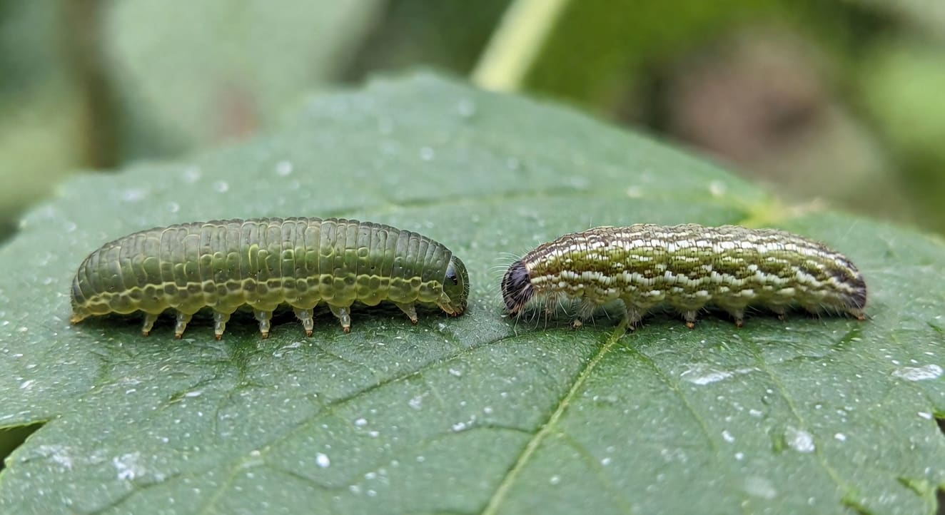 葉蜂幼蟲與毛毛蟲對比圖，標示腹足數量差異辨識重點