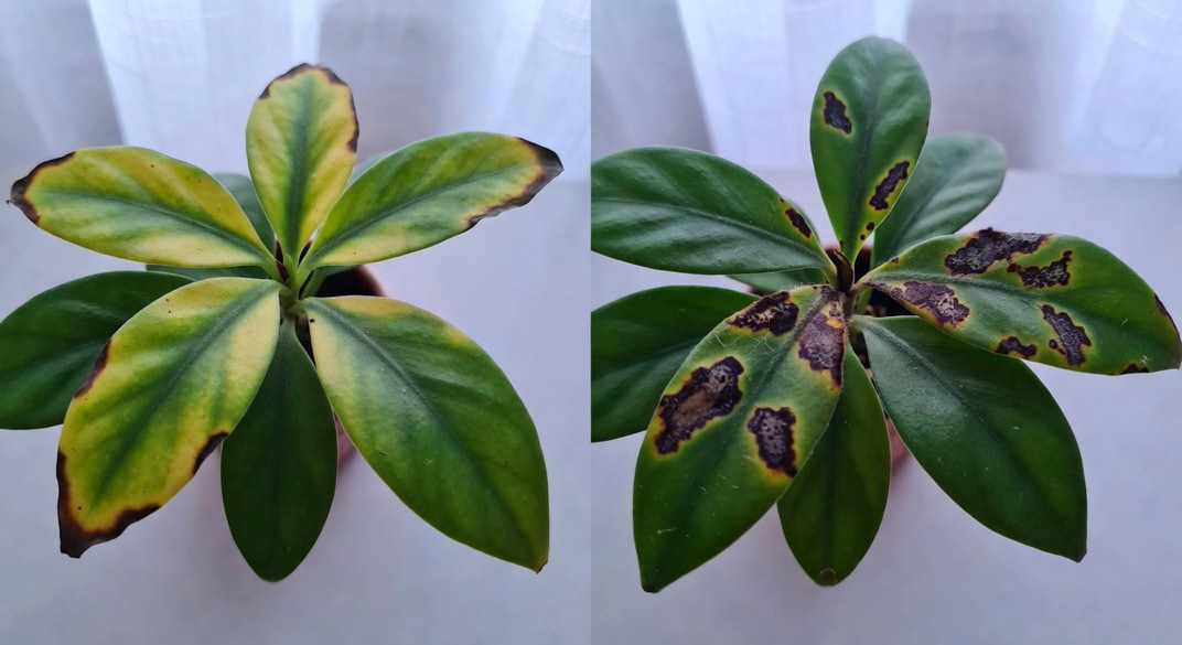 口紅花葉片異常對比圖：葉黃、葉緣焦褐和真菌感染症狀展示