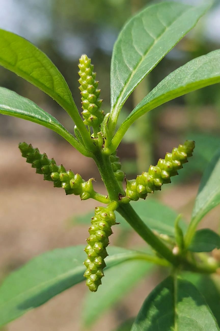 愛之蔓塊莖珠狀生長在莖節之間的特寫，展示繁殖構造