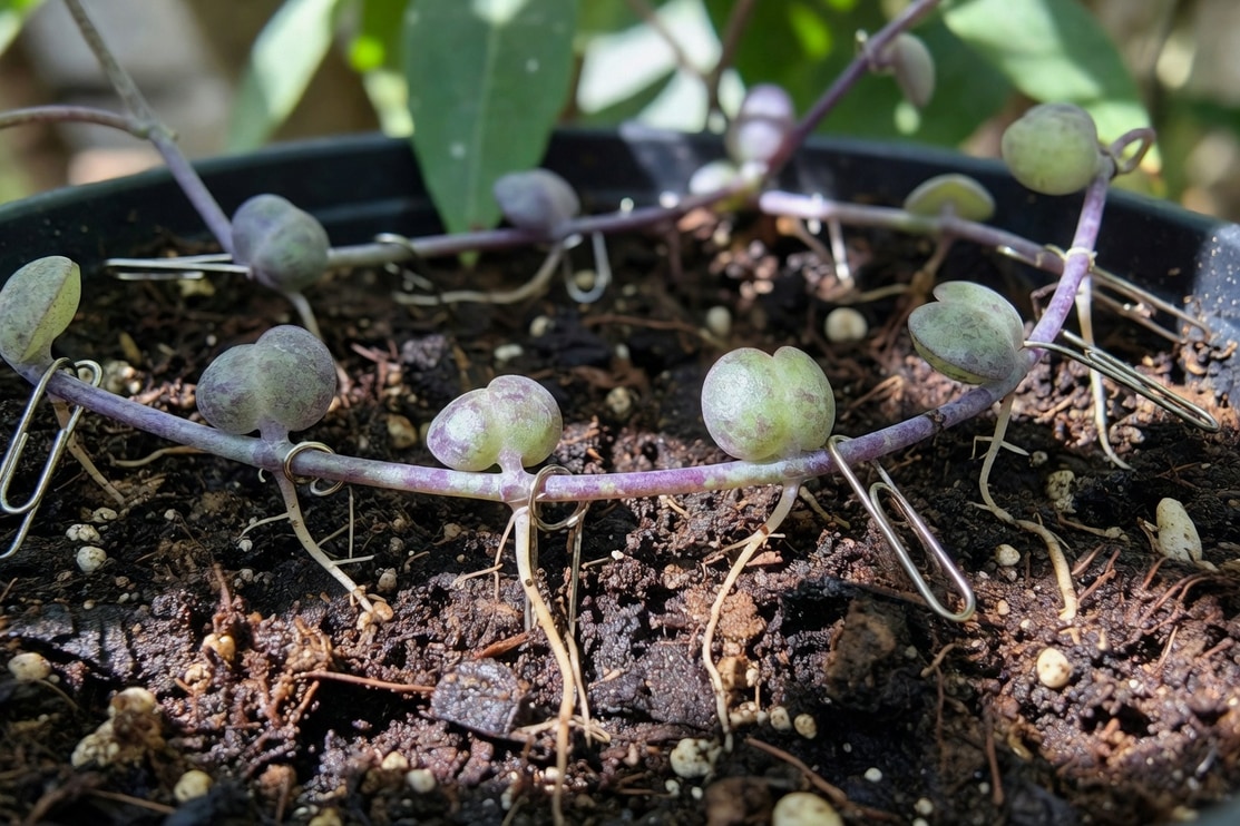 愛之蔓莖節觸土生根繁殖，使用迴紋針固定在介質表面