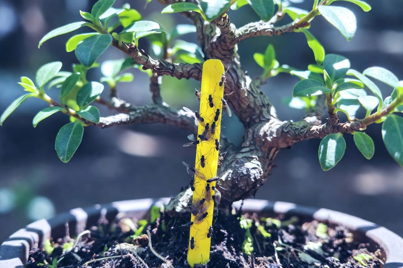 黃色黏蟲板捕獲蕈蚋成蟲的特寫展示