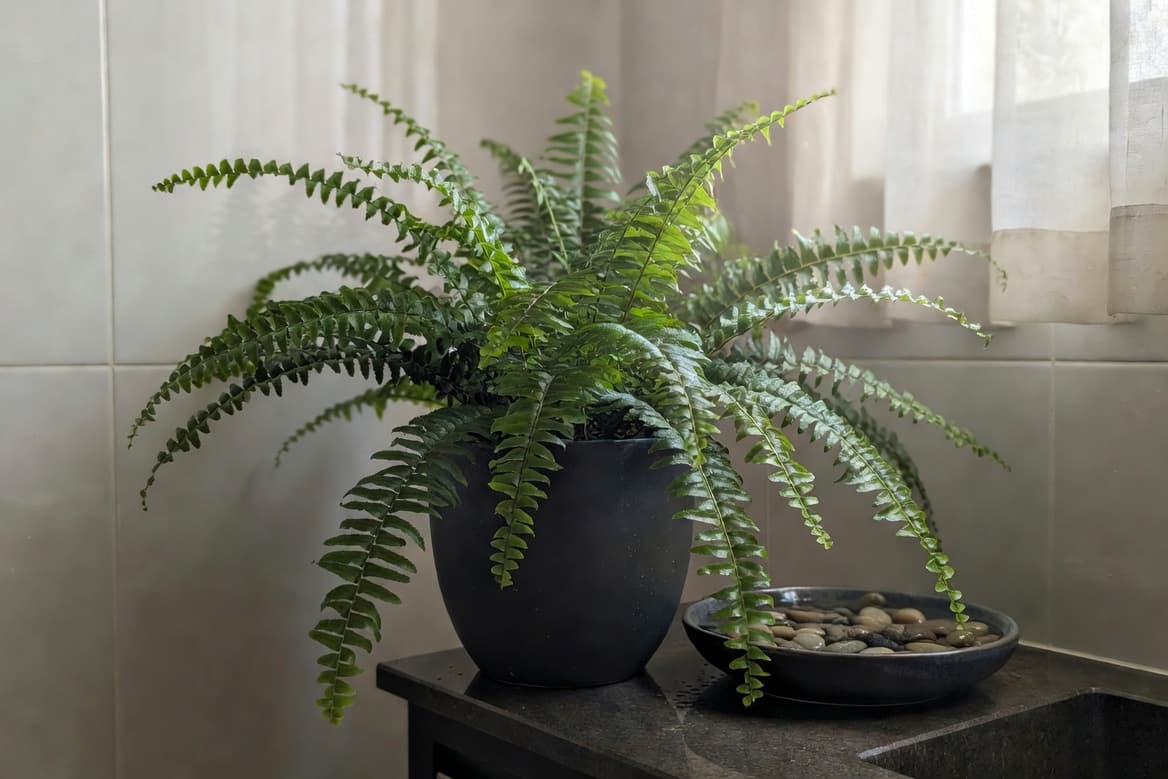 浴室洗手台旁波士頓腎蕨深色花盆，盆底鵝卵石水盤，反射光線營造高濕度環境