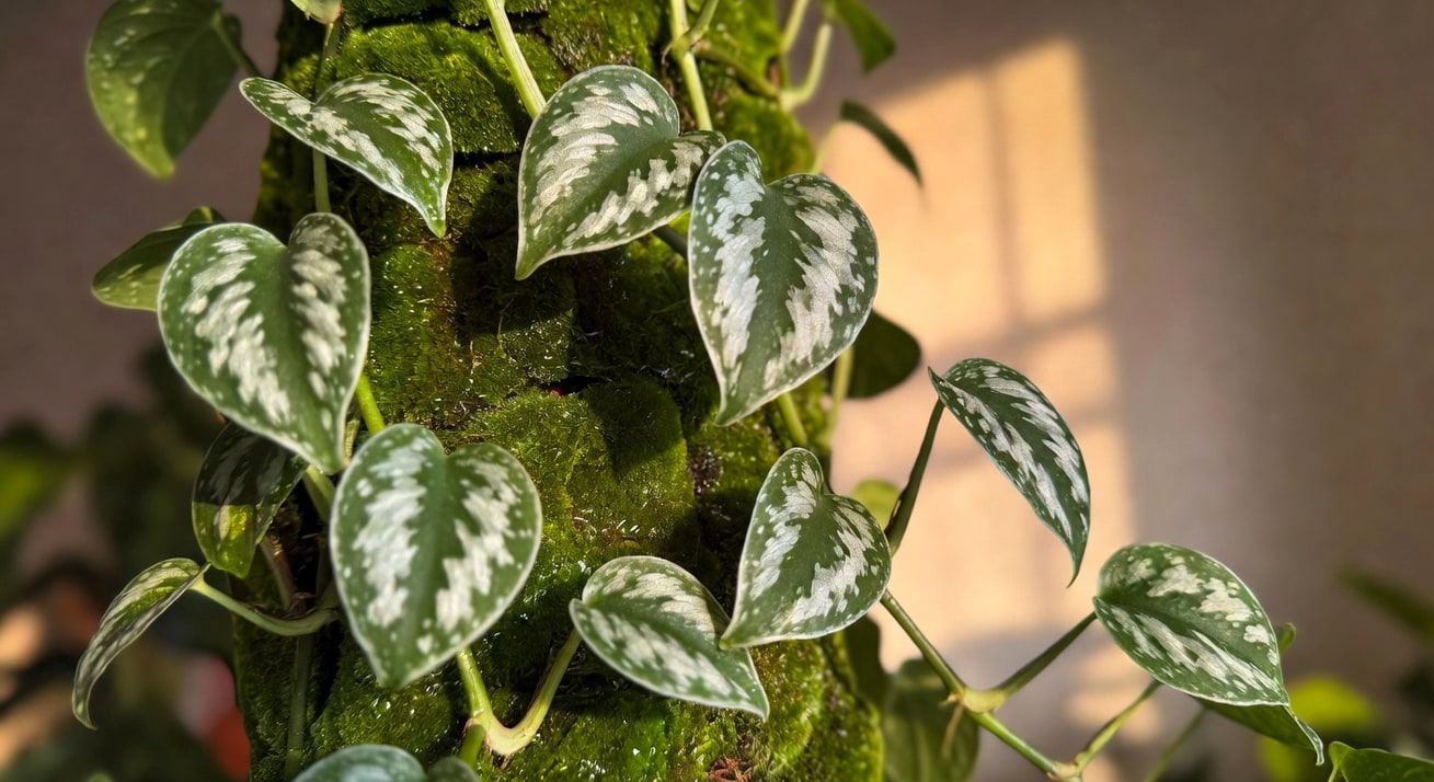 星點藤攀爬水苔柱，葉片放大銀白斑紋鮮明，柱身青綠濕潤，窗邊散光灑落