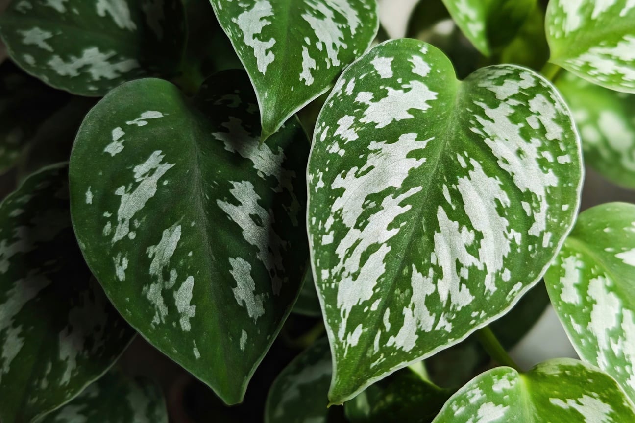 星點藤葉片特寫，左側缺光全綠，右側銀白斑紋健康，對比展示光線影響