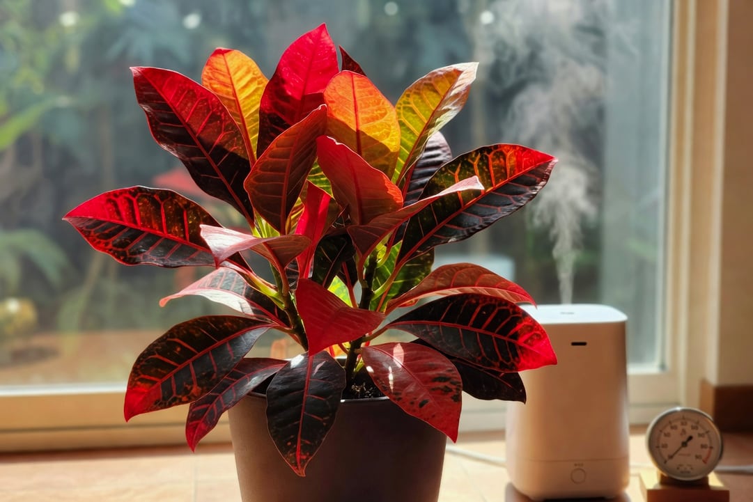 南向窗前變葉木盆栽，陽光照射紅橘葉片鮮明，加濕器和濕度計旁，營造熱帶林緣