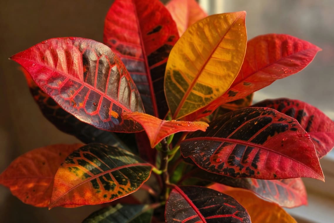 變葉木葉片特寫，紅橘黃三色交織，葉脈深紫露珠閃爍，側光呈現華麗質感