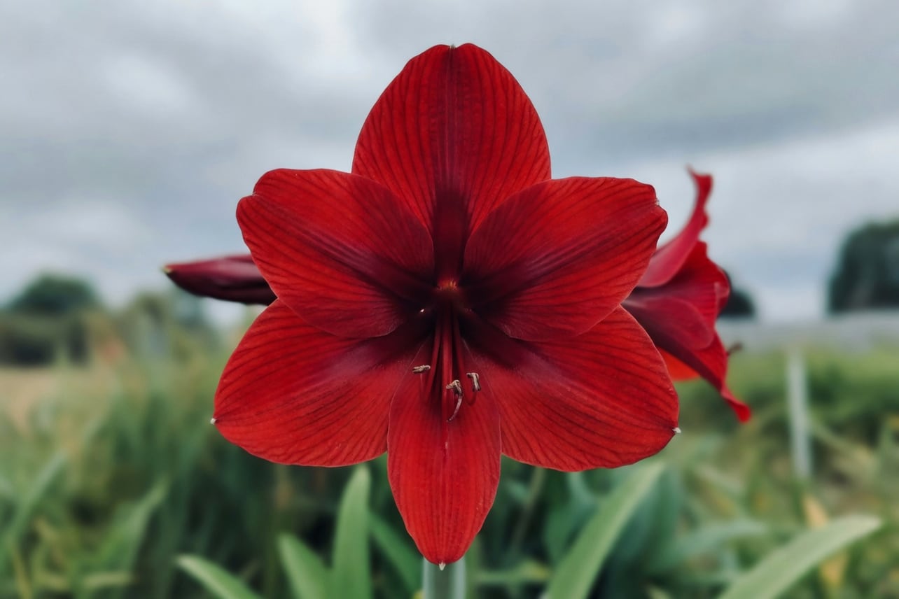 一朵紅色孤挺花盛開的特寫，花朵喇叭狀碩大，背景柔和散景，顯示花瓣細膩紋理
