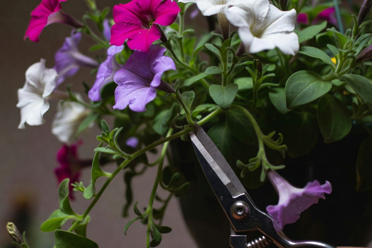 手持剪刀修剪矮牽牛吊籃，對準枝條節點，特寫呈現細節
