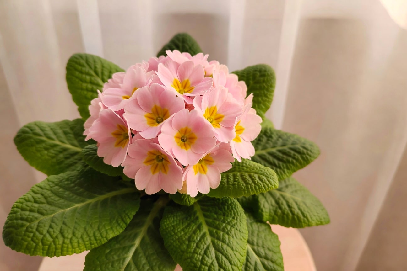 自然光下粉紫黃報春花特寫，花朵密集傘狀排列，葉片鮮綠色