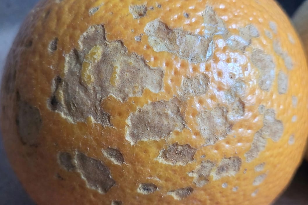 柑橘果實表面特寫，顯示銹蟎造成的粗糙鯊魚皮狀紋路和淺褐色斑駁。