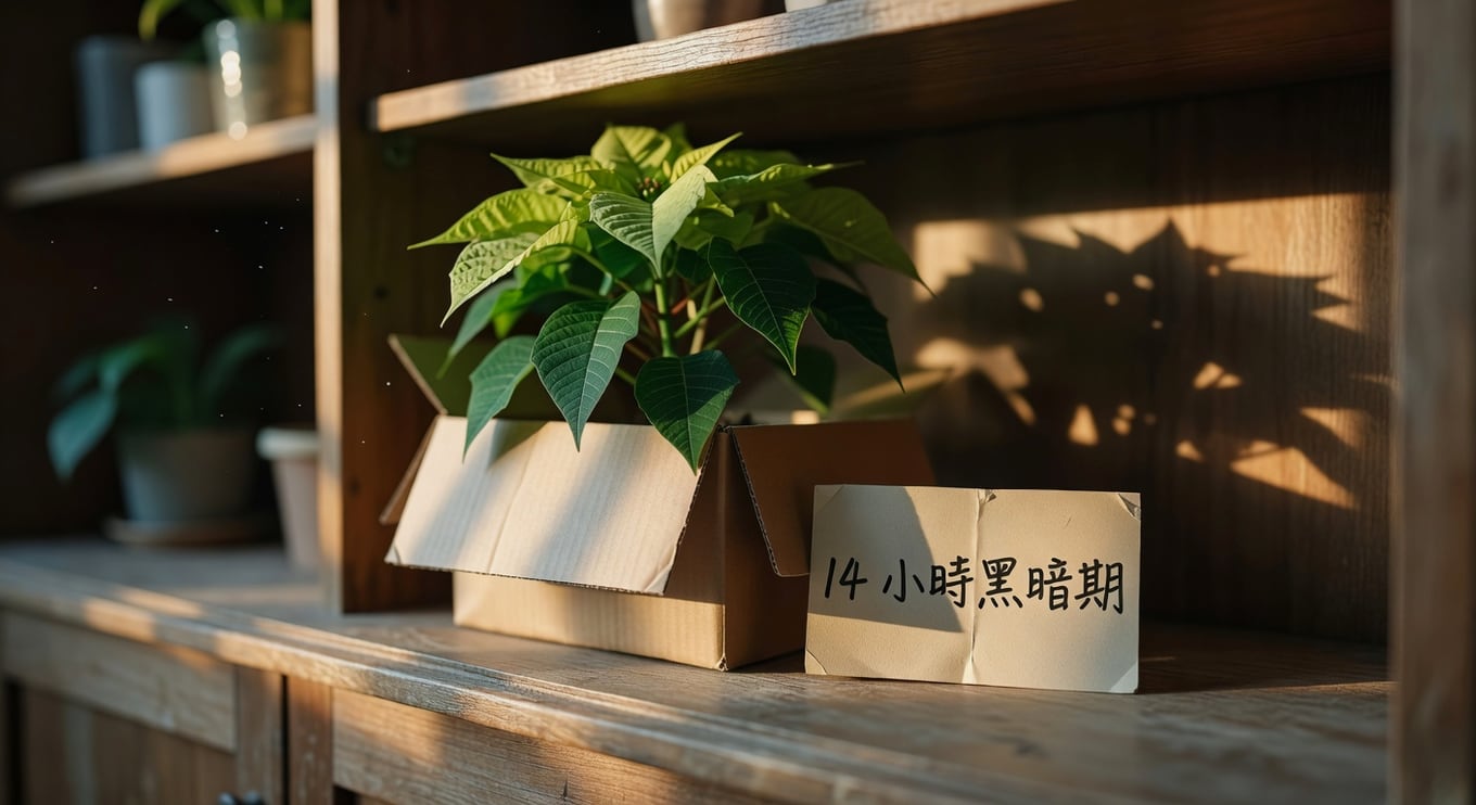 綠色聖誕紅植株被紙箱罩住置於櫃子，旁有14小時黑暗期提醒卡，居家照護場景。