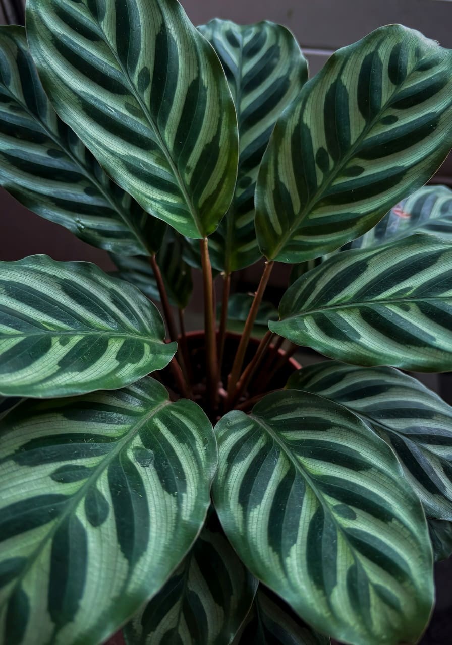 孔雀竹芋特寫，深綠羽毛紋路和淺綠斑紋，紅褐色葉柄在自然光下展開。