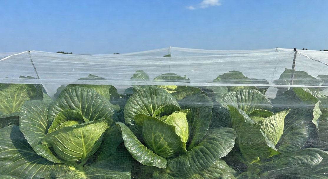 高麗菜植株上方白色覆罩網預防，植株翠綠完整背景藍天