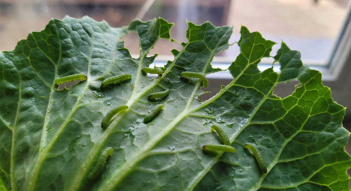 自然光下高麗菜葉特寫，多隻綠色菜青蟲幼蟲取食留下蕾絲狀痕跡