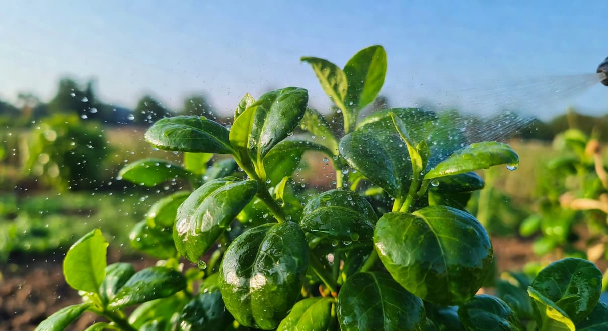 葉面追肥特寫：園藝者噴灑螯合鐵溶液在葉背，清晨柔和光線，葉片飽滿翠綠，記錄氛圍