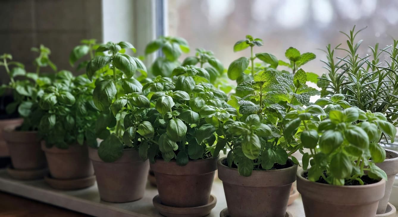 廚房窗台茂盛香草盆栽如九層塔等，已摘心分枝圓潤，自然光明亮。