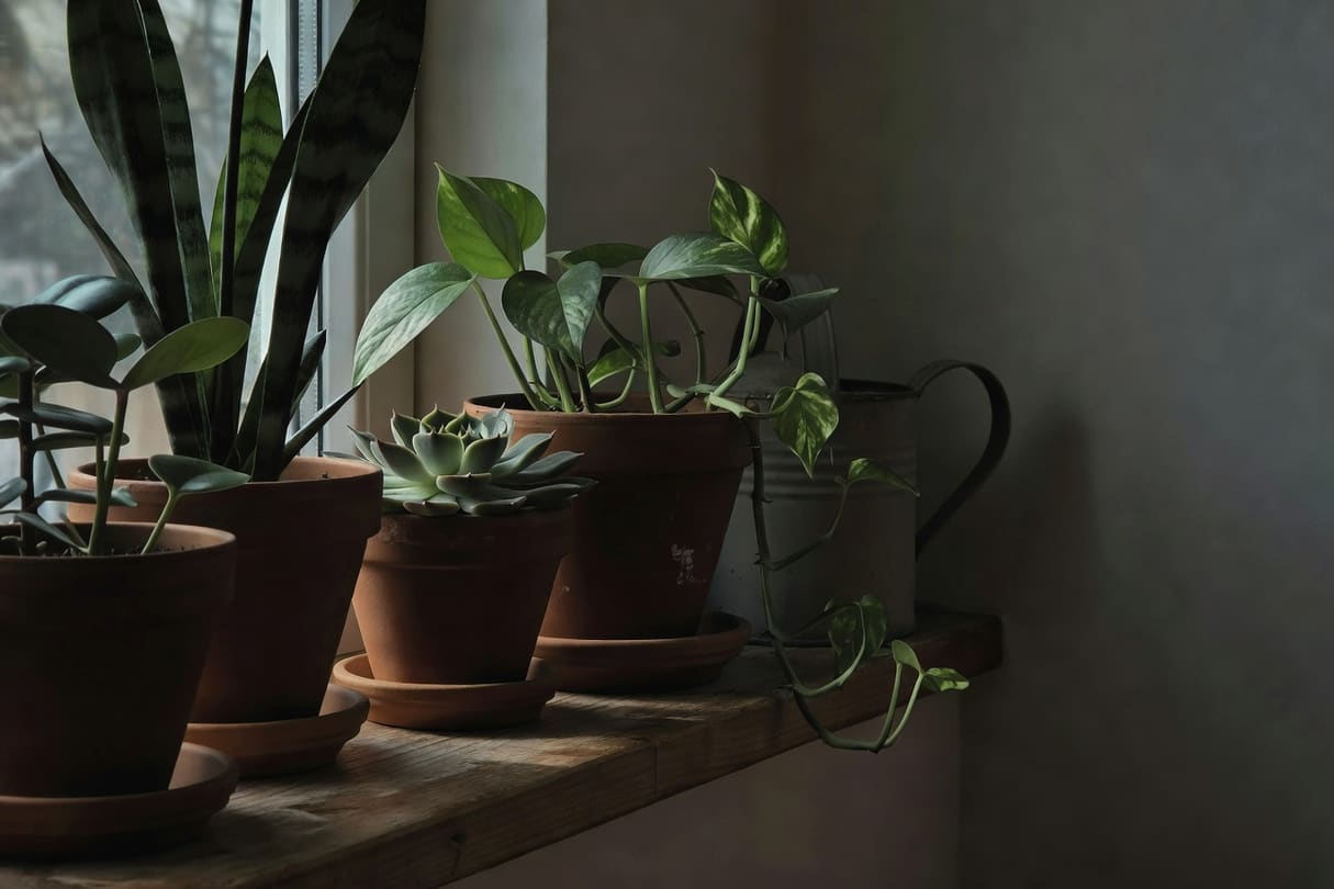 冬日室內植物角落盆栽安靜擺放窗邊，澆水壺收在角落，氛圍節制照顧柔和光線