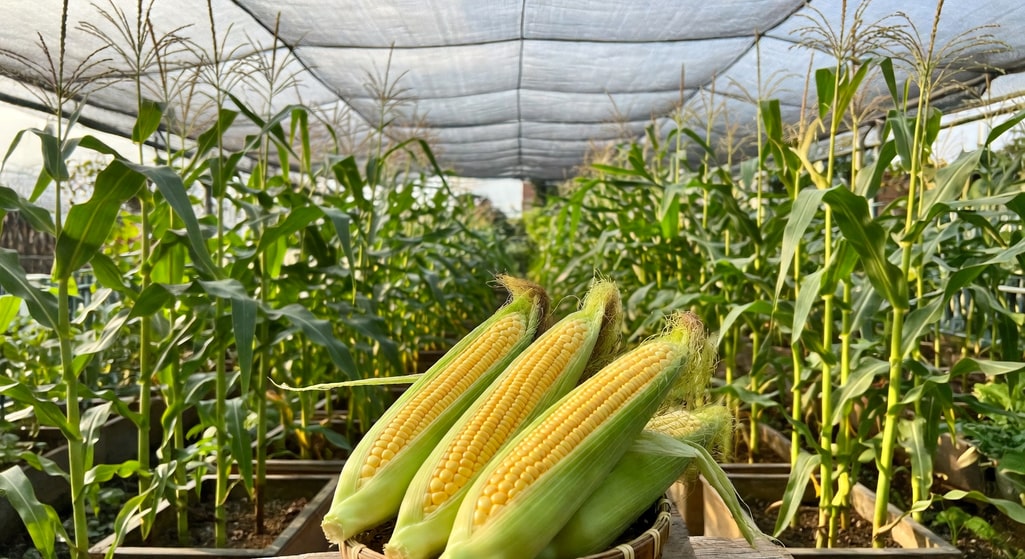 園藝者捧豐收飽滿糯米玉米，陽台玉米陣景，午後陽光燦爛
