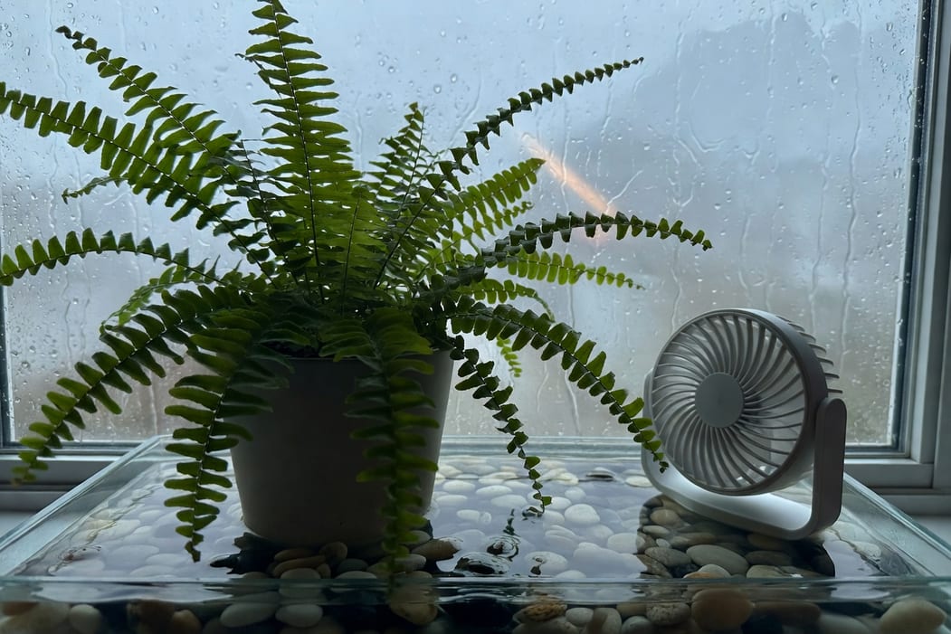 俯視波士頓腎蕨在礫石淺盤上，旁USB風扇運轉，背景雨水玻璃窗