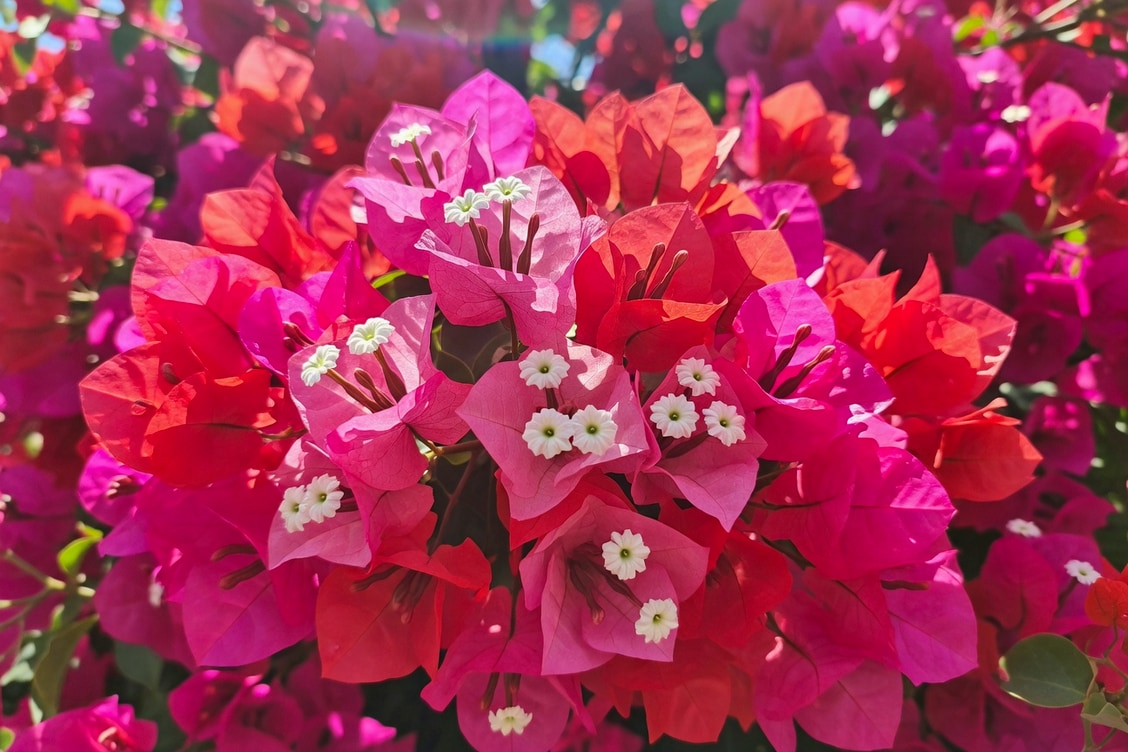 九重葛白色小花的特寫鏡頭，周圍環繞著層層疊疊的彩色苞葉