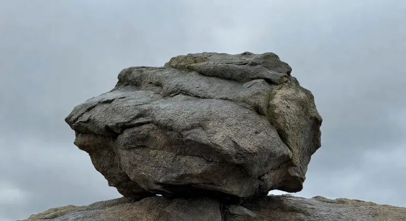 陽光普照的花園中多樣化植物生長景觀