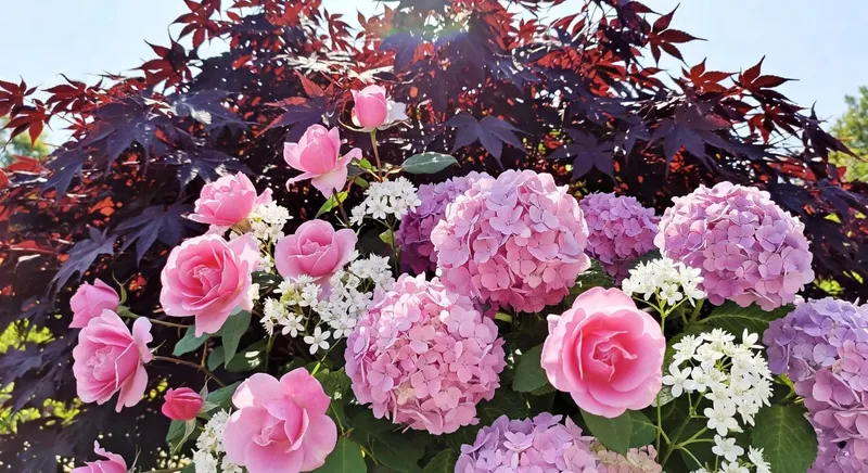 深紫楓葉背景，前景粉紅玫瑰和繡球盛開，白色小花點綴