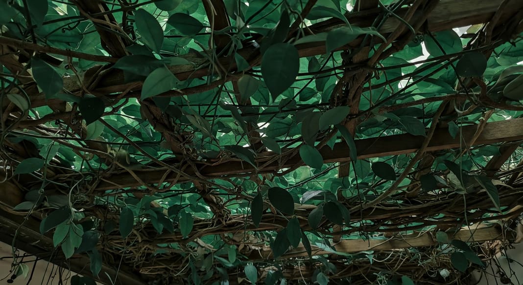 藤本植物纏繞棚架下方,柔和光線灑落,營造翠綠清涼遮蔭空間