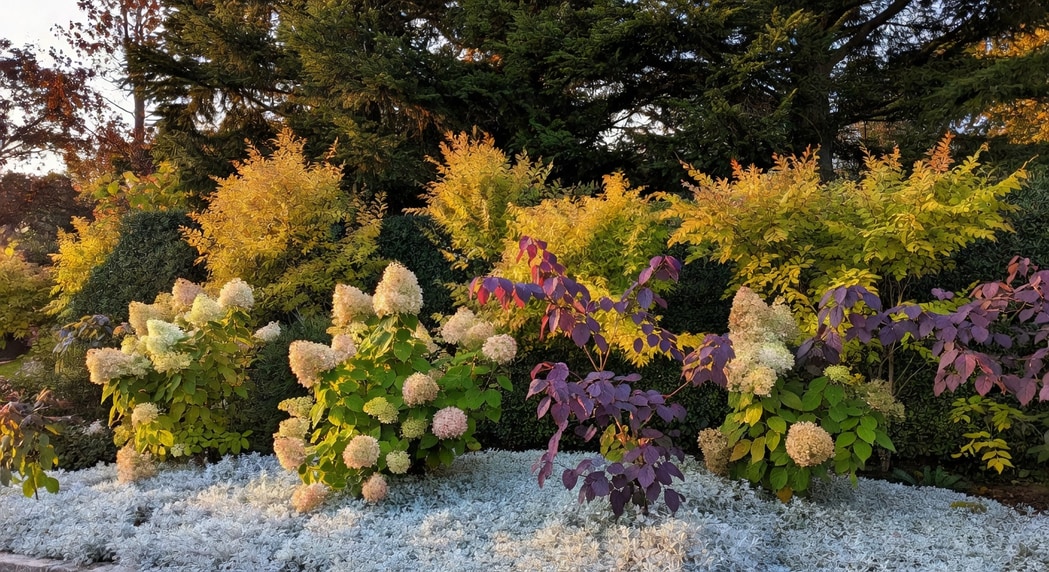 秋天花園怎麼做金黃色系？6 種灌木的層次搭配 - 圖片 3