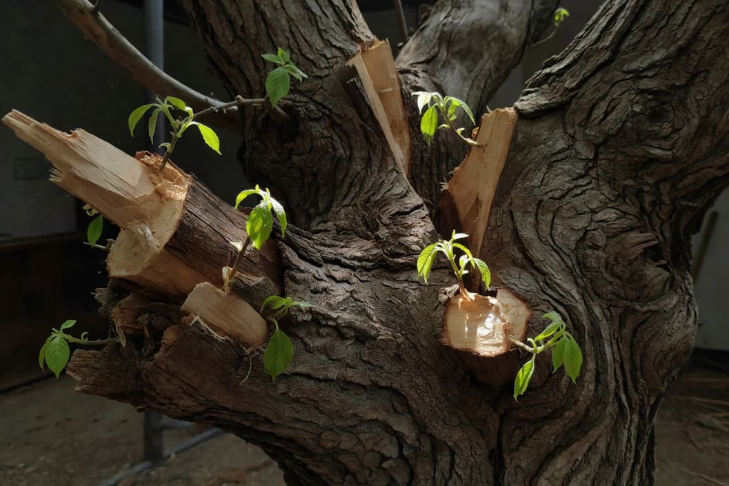 改造中樹木修剪：移除枯枝後老樹重現生機，新嫩葉初綻。