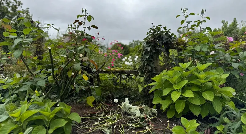 庭園喬木修剪管理的科學方法 - 圖片 3