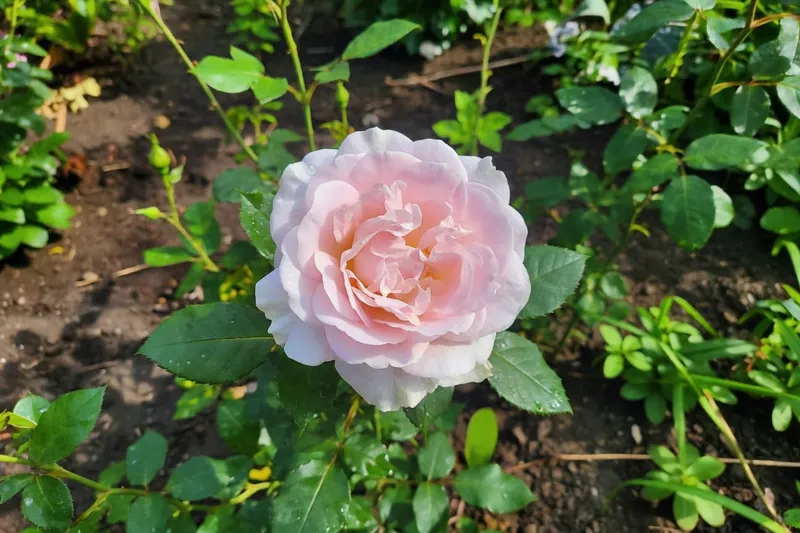 玫瑰香氛花園：晨曦裡的芬芳故事 - 圖片 3