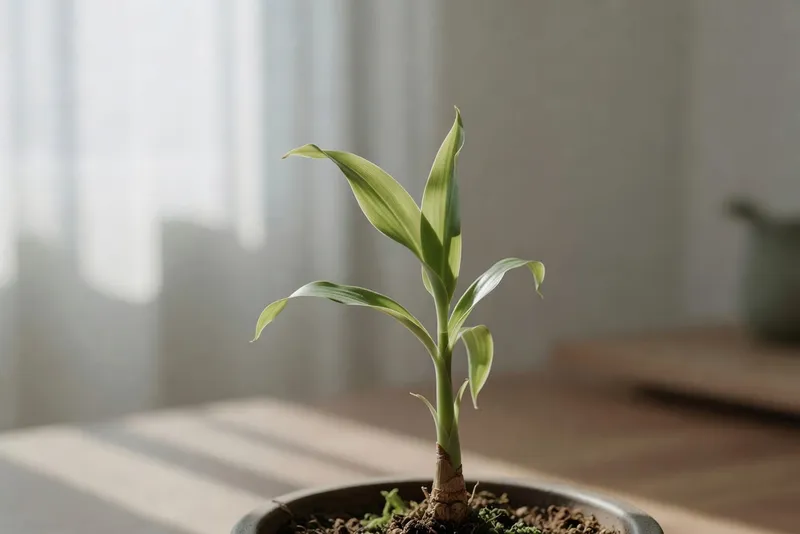 盆栽中生薑新芽特寫顯示葉片生長過程形態