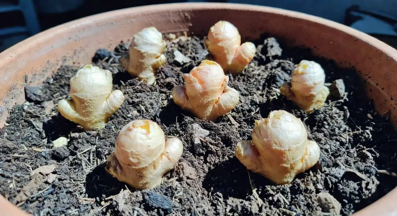 展示生薑和薑黃種球在容器盆土中正確種植深度與間距