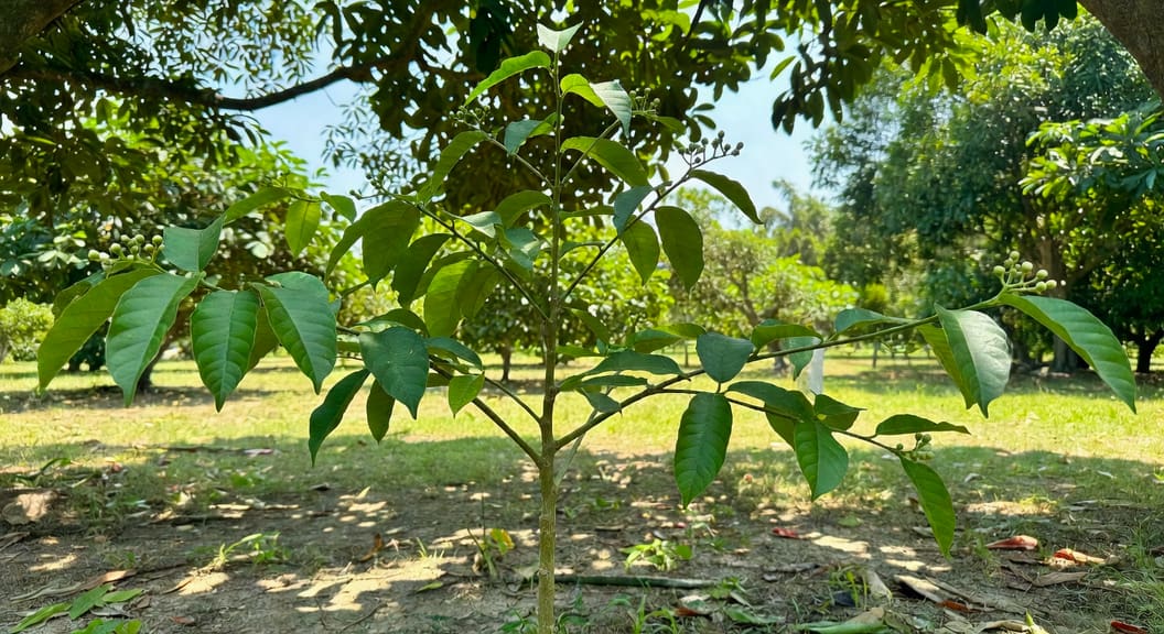 芭樂白色花朵特寫，花心清晰，葉片背景，晨光露珠閃耀。